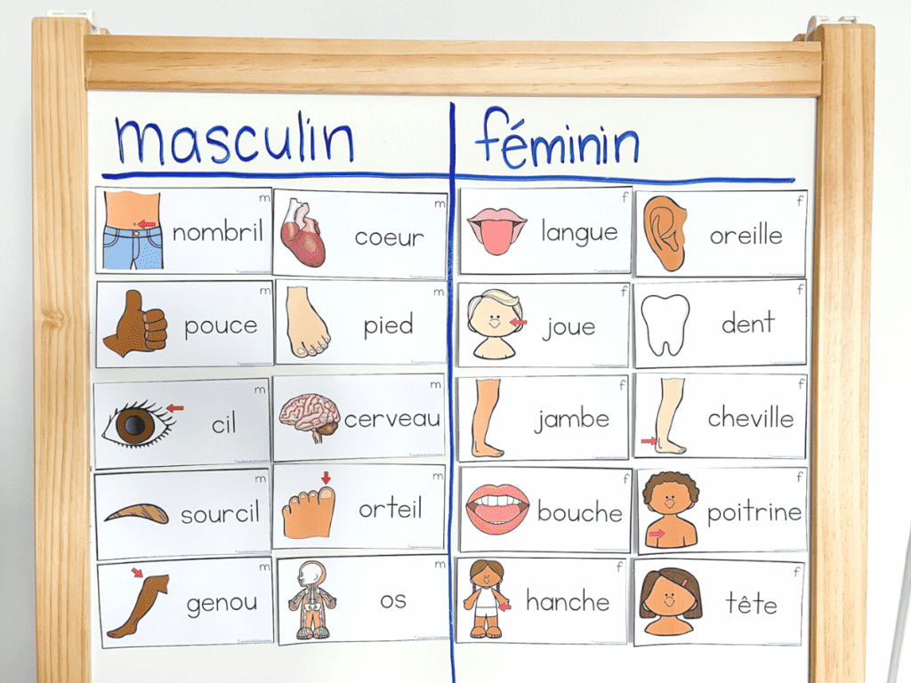 Use french vocabulary cards to practice learning French grammar, such as genre (masculin et féminin). 