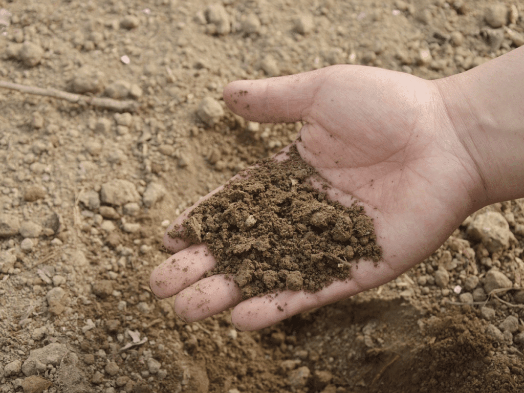 a hand in the soil looking at the quality of the soil