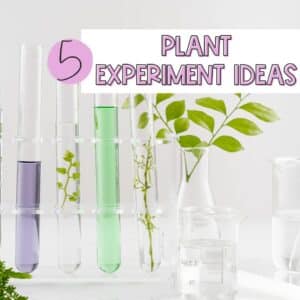 5 plants experiments ideas for kids to use in your classroom