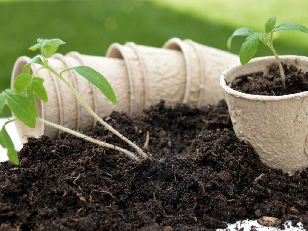 Seedlings growing in a pot in a plants experiments for kids